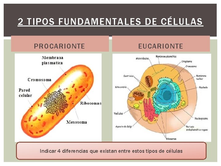 2 TIPOS FUNDAMENTALES DE CÉLULAS PROCARIONTE EUCARIONTE Indicar 4 diferencias que existan entre estos 2 TIPOS FUNDAMENTALES DE CÉLULAS PROCARIONTE EUCARIONTE Indicar 4 diferencias que existan entre estos