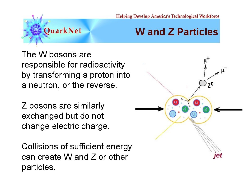 W and Z Particles The W bosons are responsible for radioactivity by transforming a