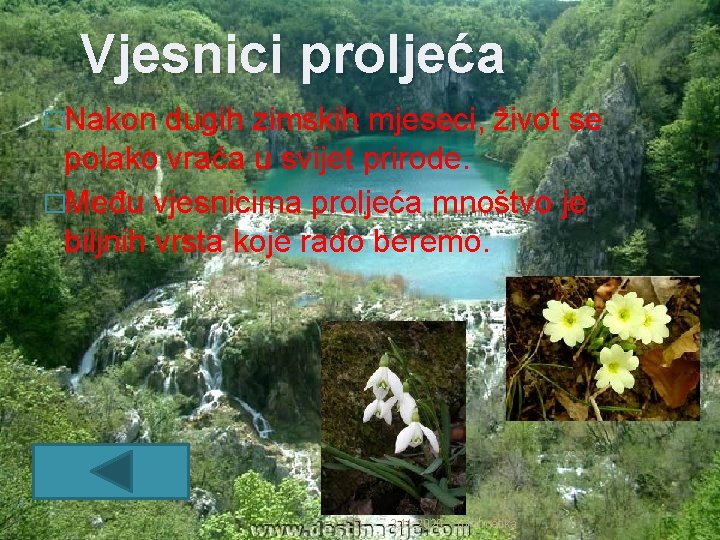 Vjesnici proljeća �Nakon dugih zimskih mjeseci, život se polako vraća u svijet prirode. �Među