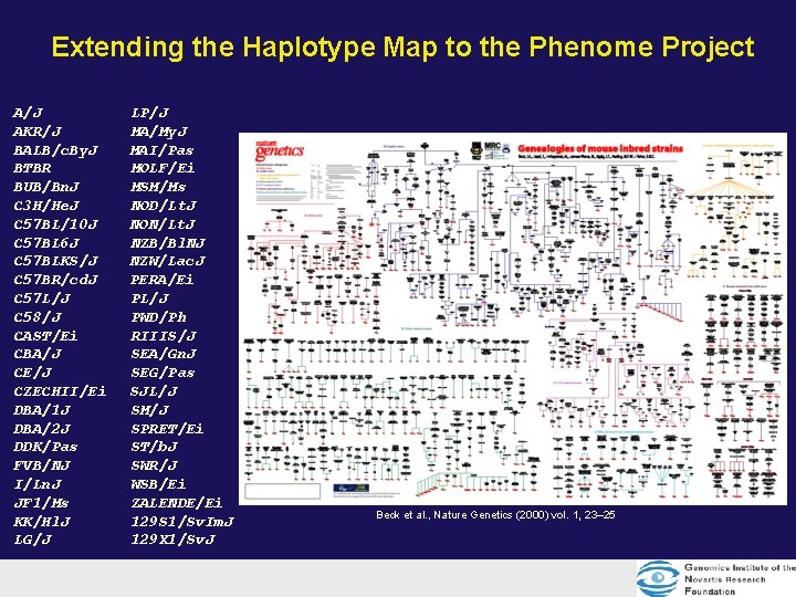 Extending the Haplotype Map to the Phenome Project A/J AKR/J BALB/c. By. J BTBR Extending the Haplotype Map to the Phenome Project A/J AKR/J BALB/c. By. J BTBR