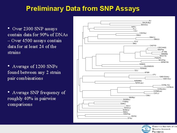 Preliminary Data from SNP Assays • Over 2300 SNP assays contain data for 90% Preliminary Data from SNP Assays • Over 2300 SNP assays contain data for 90%