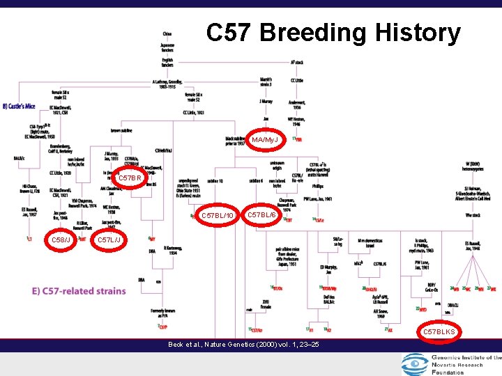 C 57 Breeding History MA/My. J C 57 BR C 57 BL/10 C 58/J C 57 Breeding History MA/My. J C 57 BR C 57 BL/10 C 58/J