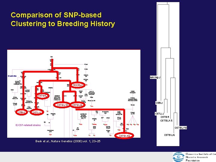 Comparison of SNP-based Clustering to Breeding History MA/My. J C 57 BR C 57 Comparison of SNP-based Clustering to Breeding History MA/My. J C 57 BR C 57