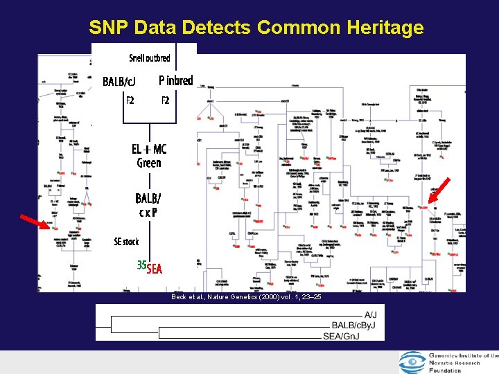 SNP Data Detects Common Heritage Beck et al. , Nature Genetics (2000) vol. 1, SNP Data Detects Common Heritage Beck et al. , Nature Genetics (2000) vol. 1,