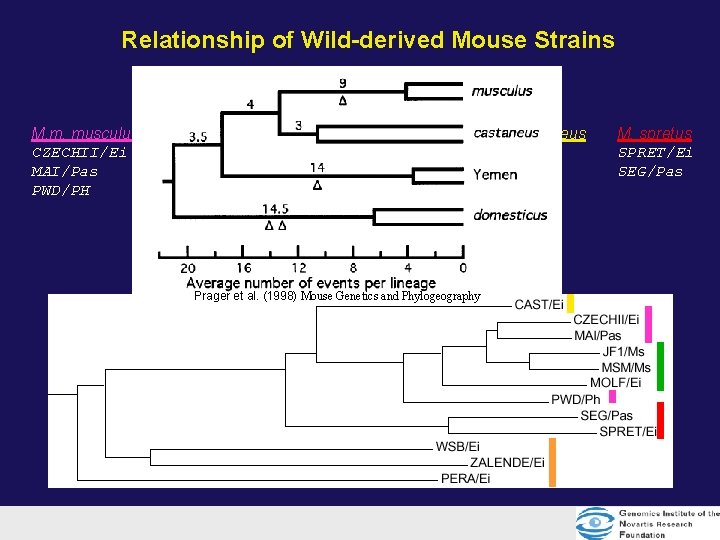 Relationship of Wild-derived Mouse Strains M. m. musculus CZECHII/Ei MAI/Pas PWD/PH M. m. molossinus Relationship of Wild-derived Mouse Strains M. m. musculus CZECHII/Ei MAI/Pas PWD/PH M. m. molossinus