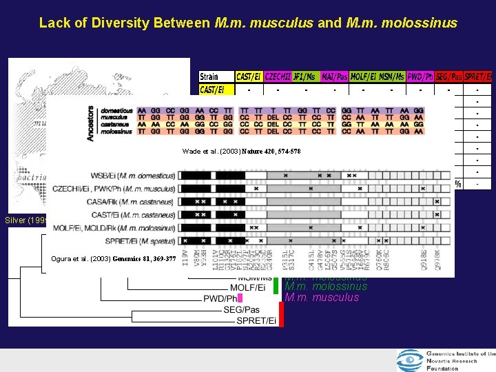Lack of Diversity Between M. m. musculus and M. m. molossinus Wade et al. Lack of Diversity Between M. m. musculus and M. m. molossinus Wade et al.