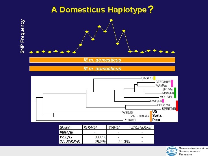 SNP Frequency A Domesticus Haplotype ? M. m. domesticus musculus M. m. domesticus US SNP Frequency A Domesticus Haplotype ? M. m. domesticus musculus M. m. domesticus US