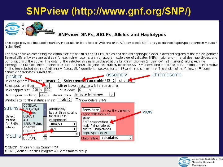 SNPview (http: //www. gnf. org/SNP/) position strains SSLPs assembly chromosome view SNPview (http: //www. gnf. org/SNP/) position strains SSLPs assembly chromosome view