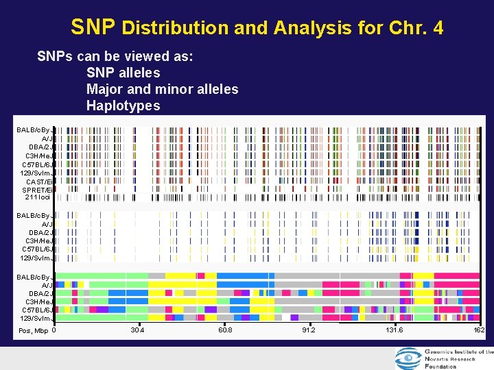 SNP Distribution and Analysis for Chr. 4 SNPs can be viewed as: SNP alleles SNP Distribution and Analysis for Chr. 4 SNPs can be viewed as: SNP alleles