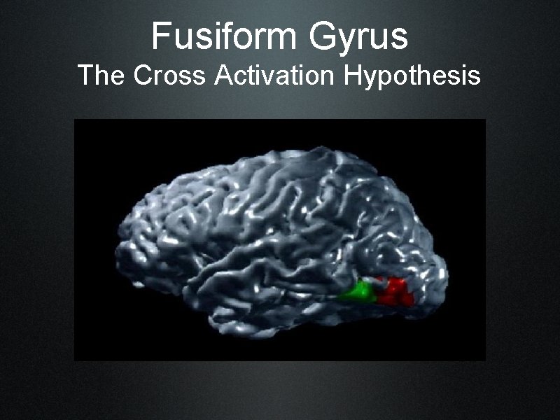 Fusiform Gyrus The Cross Activation Hypothesis 