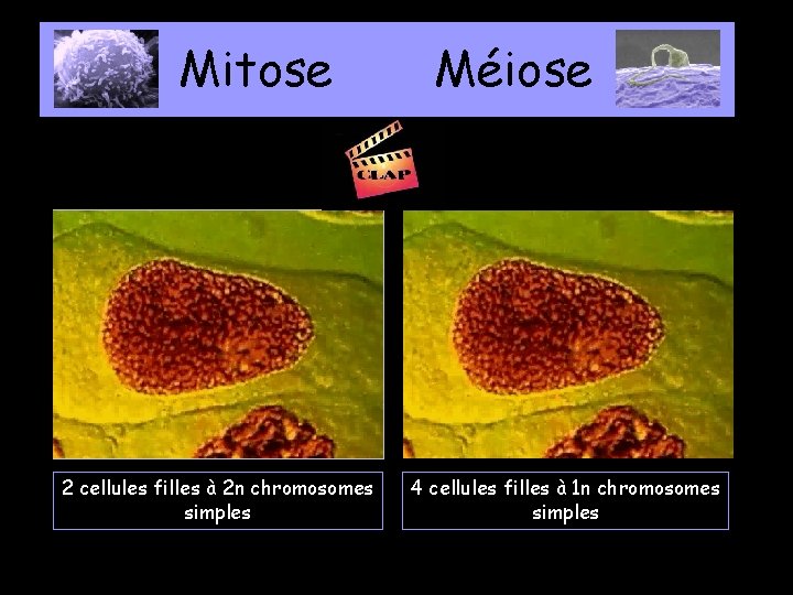 Mitose 2 cellules filles à 2 n chromosomes simples Méiose 4 cellules filles à