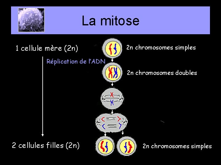 La mitose 1 cellule mère (2 n) 2 n chromosomes simples Réplication de l’ADN