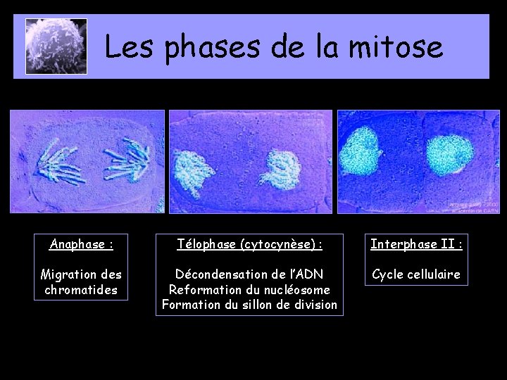 Les phases de la mitose Anaphase : Télophase (cytocynèse) : Interphase II : Migration