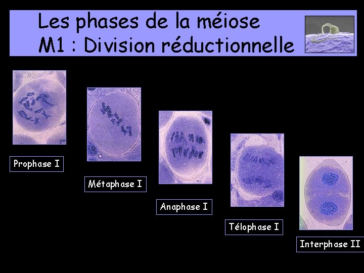 Les phases de la méiose M 1 : Division réductionnelle Prophase I Métaphase I