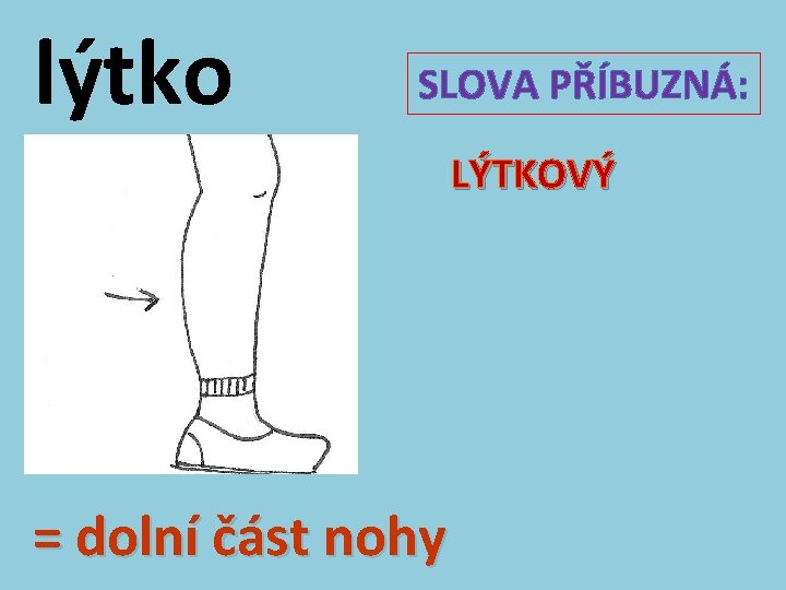 lýtko SLOVA PŘÍBUZNÁ: LÝTKOVÝ = dolní část nohy 