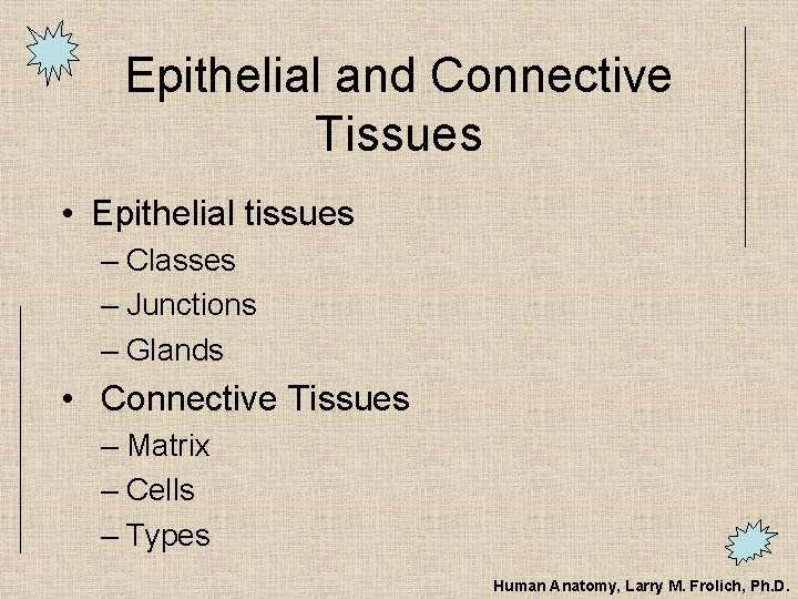 Epithelial and Connective Tissues • Epithelial tissues – Classes – Junctions – Glands •