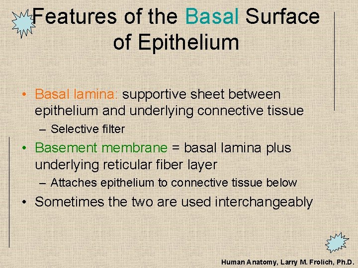 Features of the Basal Surface of Epithelium • Basal lamina: supportive sheet between epithelium