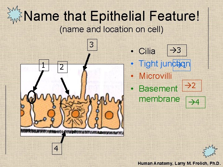Name that Epithelial Feature! (name and location on cell) 3 1 2 • •