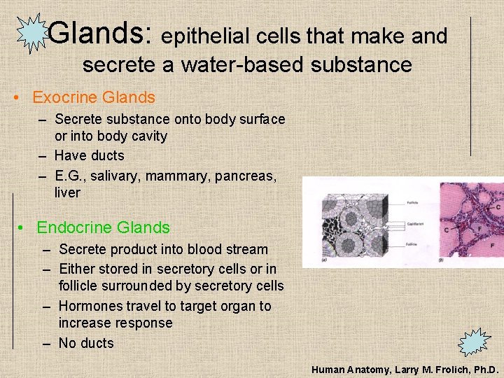 Glands: epithelial cells that make and secrete a water-based substance • Exocrine Glands –