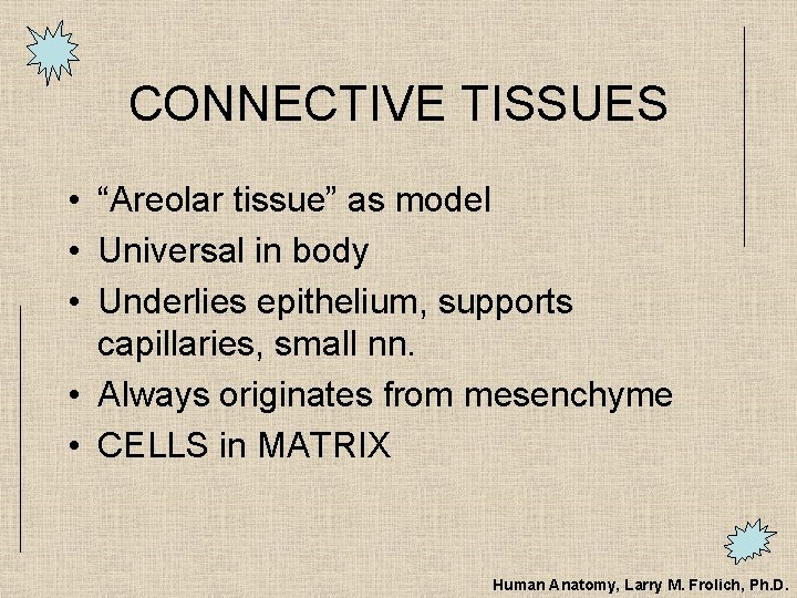 CONNECTIVE TISSUES • “Areolar tissue” as model • Universal in body • Underlies epithelium,