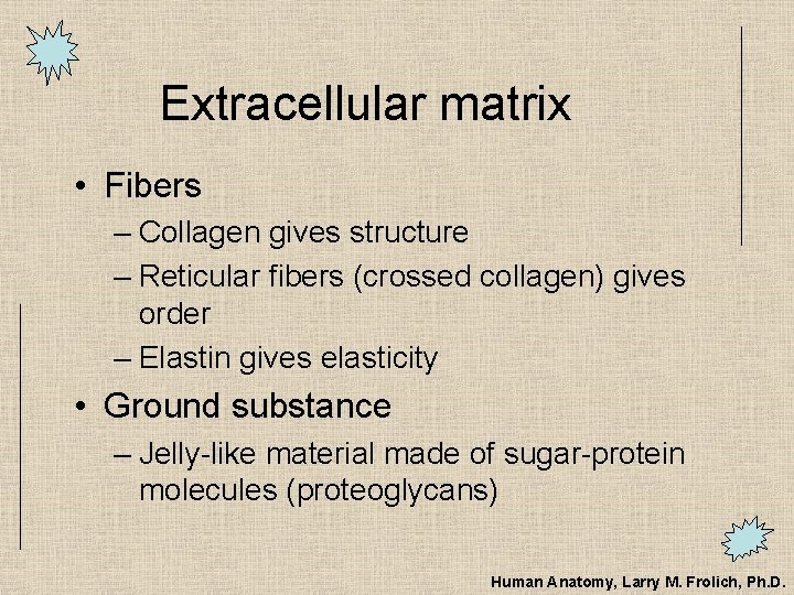 Extracellular matrix • Fibers – Collagen gives structure – Reticular fibers (crossed collagen) gives