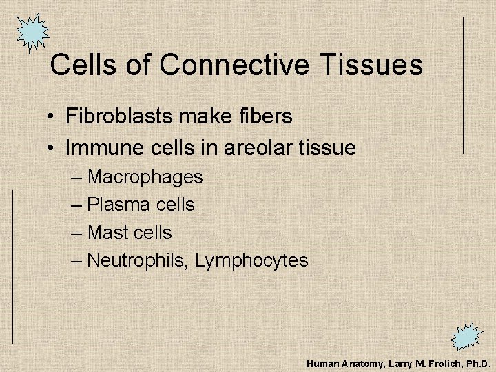 Cells of Connective Tissues • Fibroblasts make fibers • Immune cells in areolar tissue
