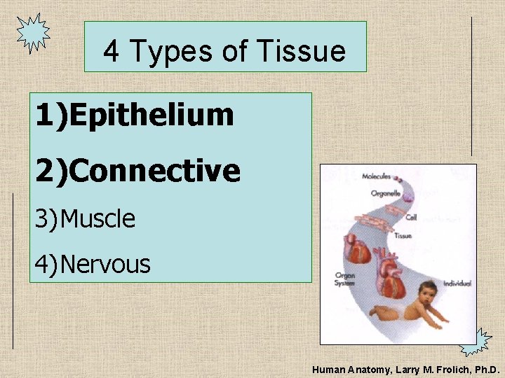 4 Types of Tissue 1)Epithelium 2)Connective 3) Muscle 4) Nervous Human Anatomy, Larry M.