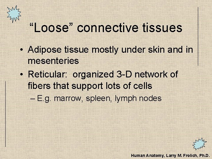 “Loose” connective tissues • Adipose tissue mostly under skin and in mesenteries • Reticular: