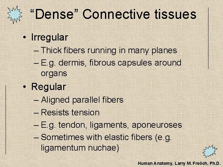 “Dense” Connective tissues • Irregular – Thick fibers running in many planes – E.