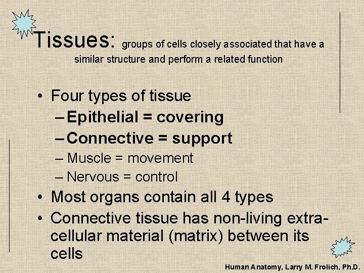 Tissues: groups of cells closely associated that have a similar structure and perform a