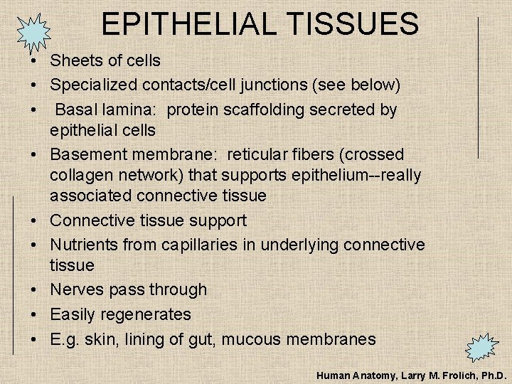 EPITHELIAL TISSUES • Sheets of cells • Specialized contacts/cell junctions (see below) • Basal