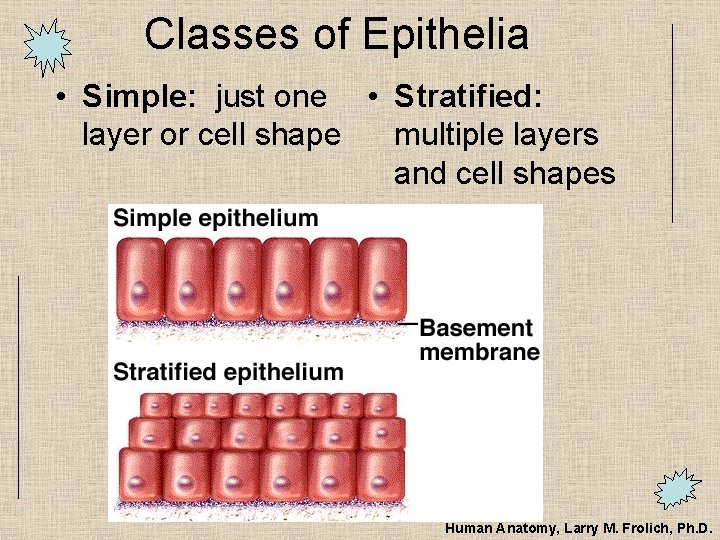 Classes of Epithelia • Simple: just one • Stratified: multiple layers layer or cell