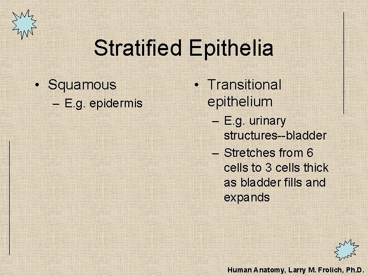 Stratified Epithelia • Squamous – E. g. epidermis • Transitional epithelium – E. g.
