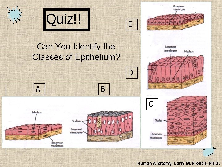 Quiz!! E Can You Identify the Classes of Epithelium? D A B C Human