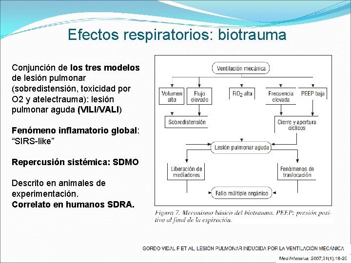 Efectos respiratorios: biotrauma Conjunción de los tres modelos de lesión pulmonar (sobredistensión, toxicidad por