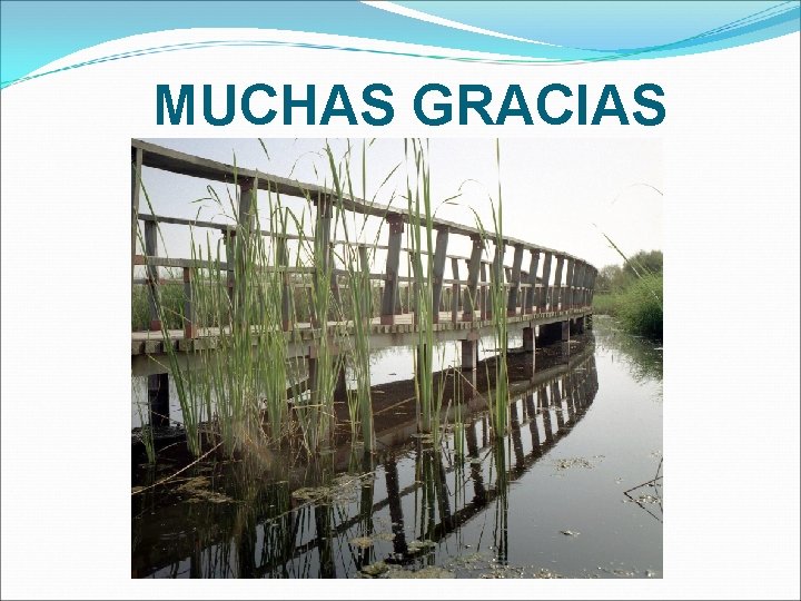 MUCHAS GRACIAS 