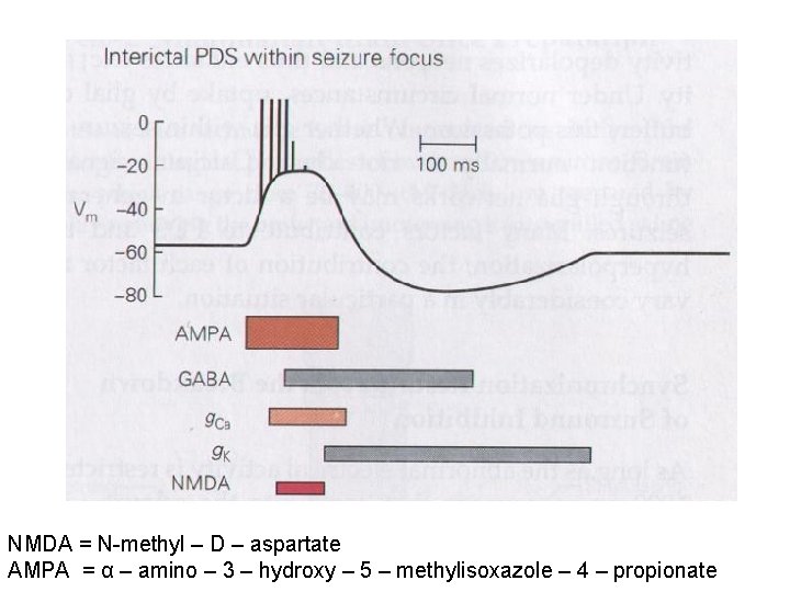 NMDA = N-methyl – D – aspartate AMPA = α – amino – 3