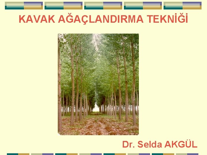 KAVAK AĞAÇLANDIRMA TEKNİĞİ Dr. Selda AKGÜL 