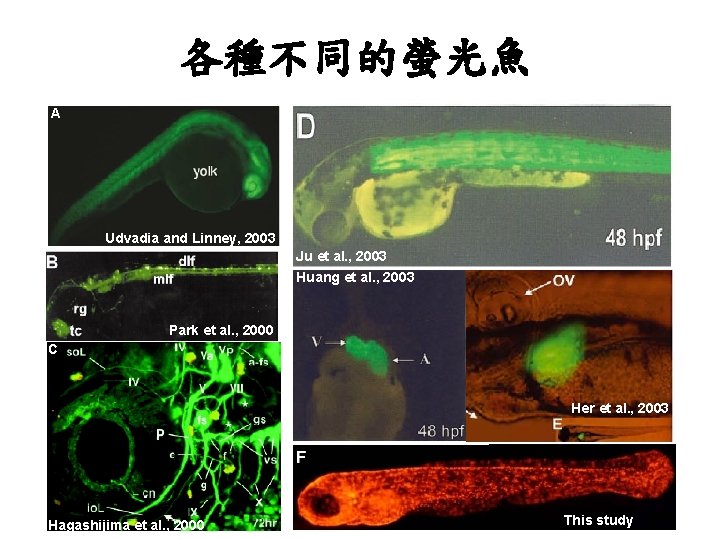 各種不同的螢光魚 A Udvadia and Linney, 2003 Ju et al. , 2003 Huang et al. 各種不同的螢光魚 A Udvadia and Linney, 2003 Ju et al. , 2003 Huang et al.