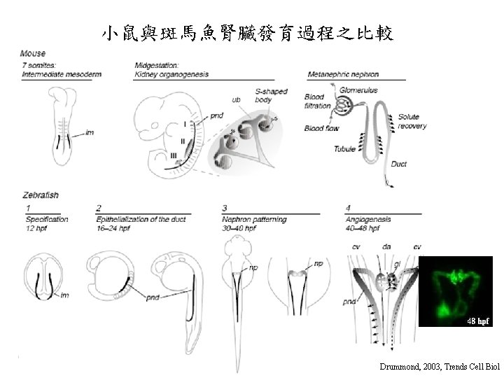 小鼠與斑馬魚腎臟發育過程之比較 Drummond, 2003, Trends Cell Biol 小鼠與斑馬魚腎臟發育過程之比較 Drummond, 2003, Trends Cell Biol