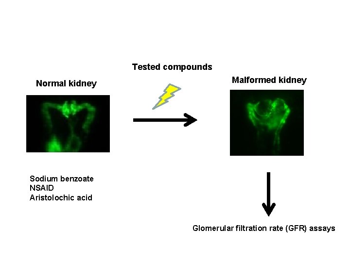 Tested compounds Normal kidney Malformed kidney Sodium benzoate NSAID Aristolochic acid Glomerular filtration rate Tested compounds Normal kidney Malformed kidney Sodium benzoate NSAID Aristolochic acid Glomerular filtration rate