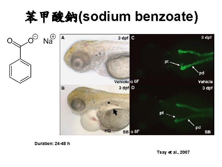苯甲酸鈉(sodium benzoate) Duration: 24 -48 h Tsay et al. , 2007 苯甲酸鈉(sodium benzoate) Duration: 24 -48 h Tsay et al. , 2007