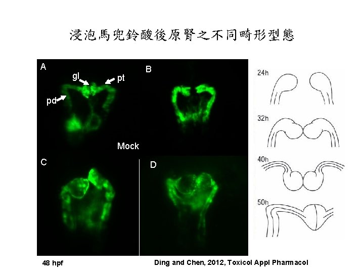 浸泡馬兜鈴酸後原腎之不同畸形型態 A gl pt B pd Mock C 48 hpf D Ding and Chen, 浸泡馬兜鈴酸後原腎之不同畸形型態 A gl pt B pd Mock C 48 hpf D Ding and Chen,