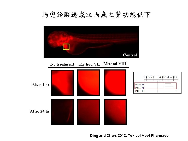 馬兜鈴酸造成斑馬魚之腎功能低下 Control No treatment Method VIII After 1 hr After 24 hr Ding and 馬兜鈴酸造成斑馬魚之腎功能低下 Control No treatment Method VIII After 1 hr After 24 hr Ding and