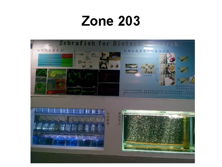 Zone 203 Zone 203