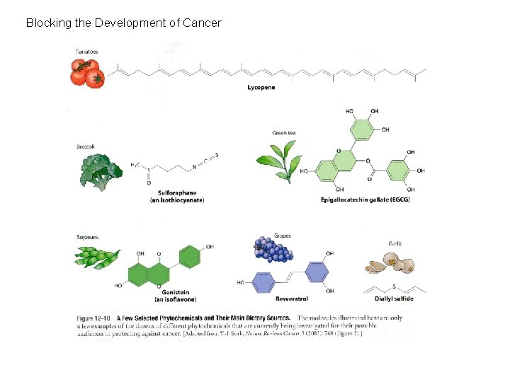 Blocking the Development of Cancer Blocking the Development of Cancer