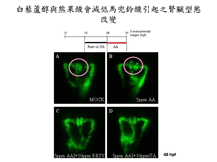 白藜蘆醇與熊果酸會減低馬兜鈴酸引起之腎臟型態 改變 0 12 24 31 Resv or UA A Developmental stages (hpf) AA 白藜蘆醇與熊果酸會減低馬兜鈴酸引起之腎臟型態 改變 0 12 24 31 Resv or UA A Developmental stages (hpf) AA