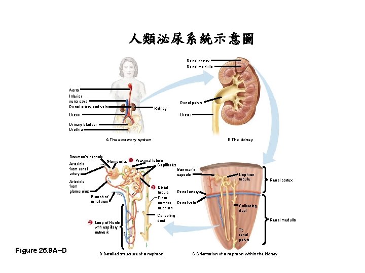 人類泌尿系統示意圖 Renal cortex Renal medulla Aorta Inferior vena cava Renal artery and vein Renal 人類泌尿系統示意圖 Renal cortex Renal medulla Aorta Inferior vena cava Renal artery and vein Renal