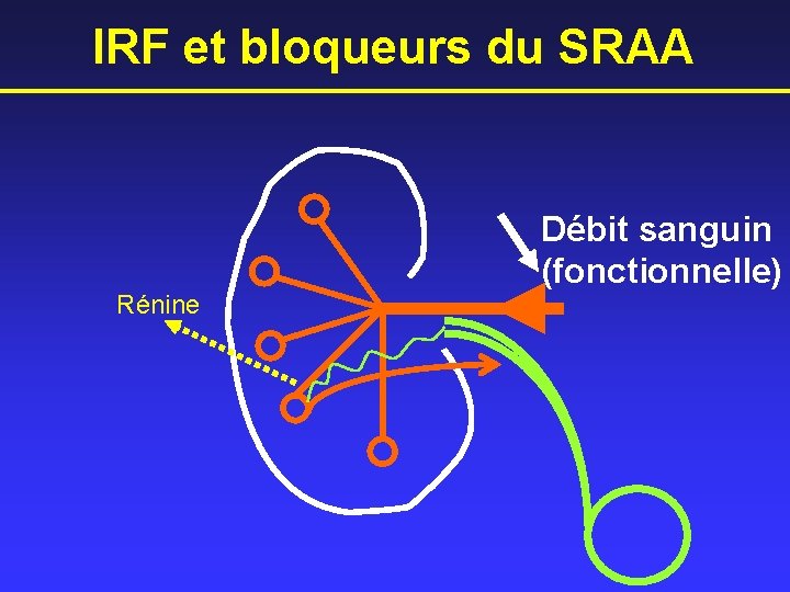 IRF et bloqueurs du SRAA Rénine Débit sanguin (fonctionnelle) 