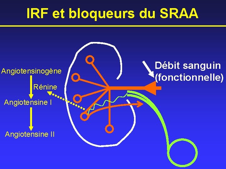 IRF et bloqueurs du SRAA Angiotensinogène Rénine Angiotensine II Débit sanguin (fonctionnelle) 